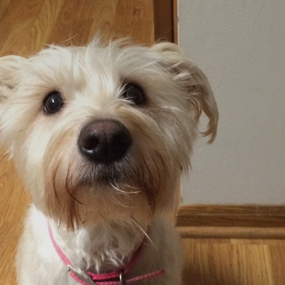 Meet your Posher, Lisa